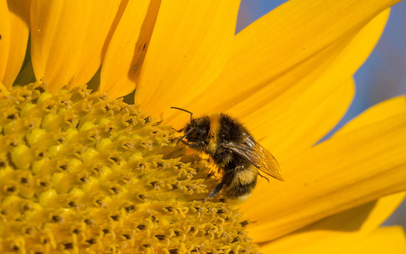 Bumblebee pollinating flower. 